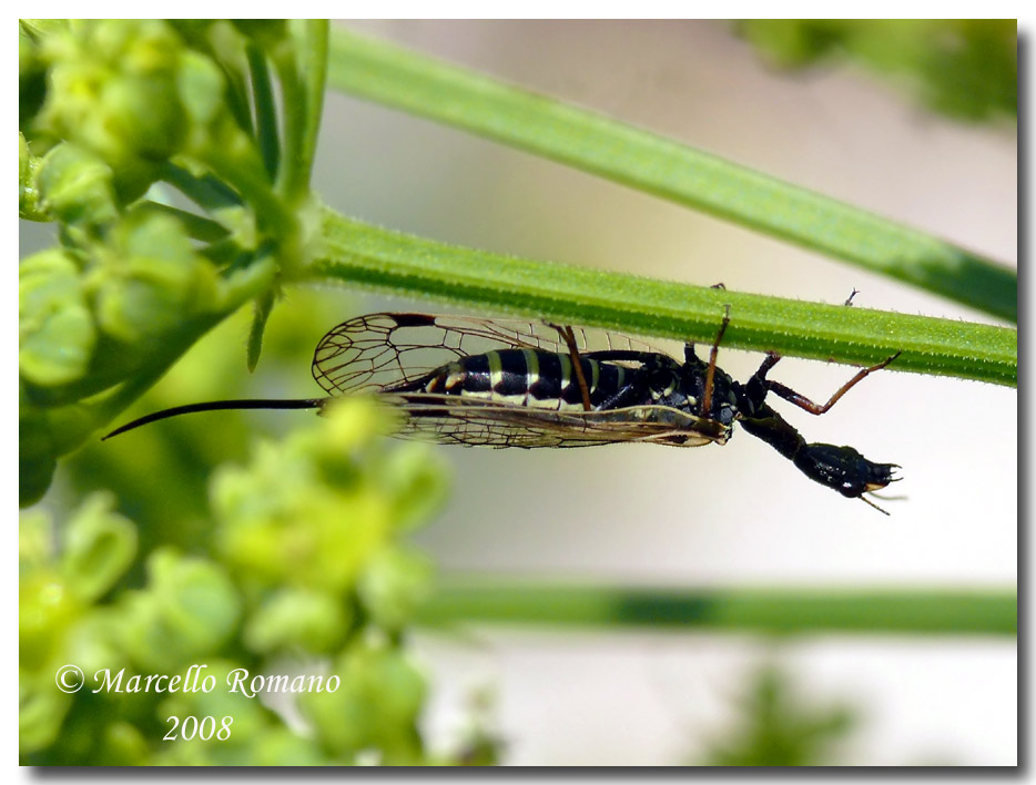 Dichrostigma flavipes (Raphidiidae) dal Montenegro